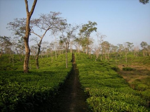 Kailashahar -North Tripura 